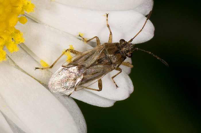 Lygaeidae: Nysius helveticus delle Marche (Pesaro/Urbino)